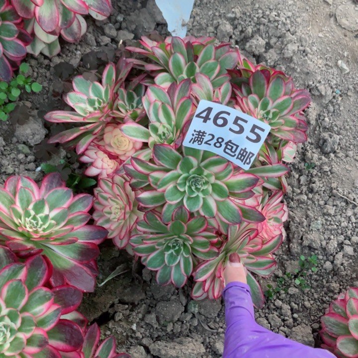 4655三号棚倾城多肉W