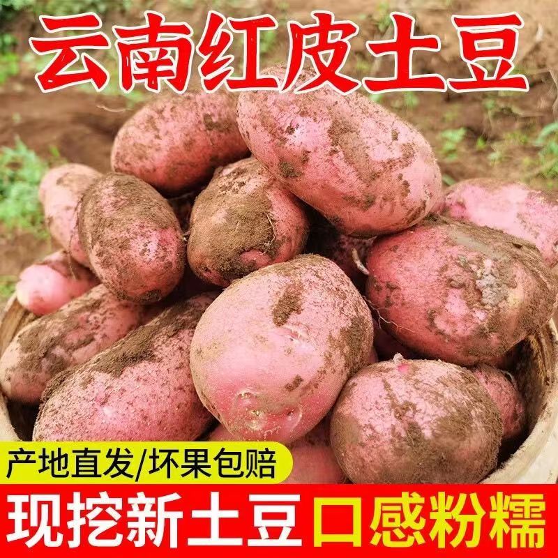 【带箱9.5-10斤】云南红皮黄心土豆高原露天种植新鲜现挖粉面糯香