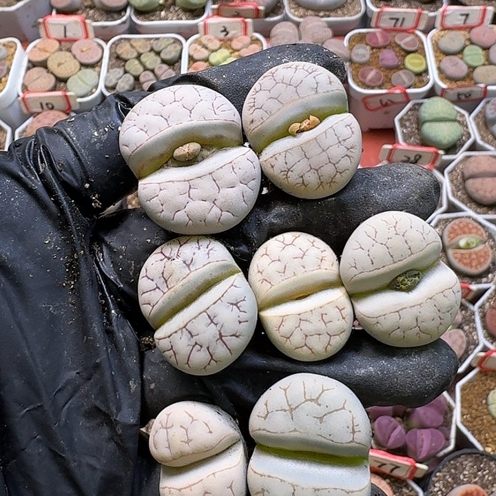 生石花33:：。     335号