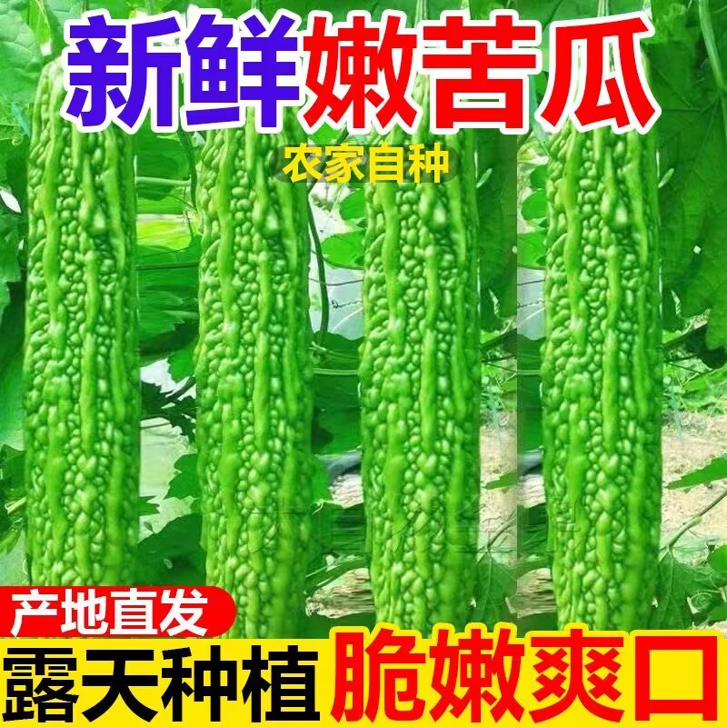 新鲜苦瓜现摘农家自种蔬菜苦瓜当季新鲜现摘