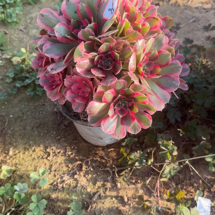 2-8妖月处理不包售后