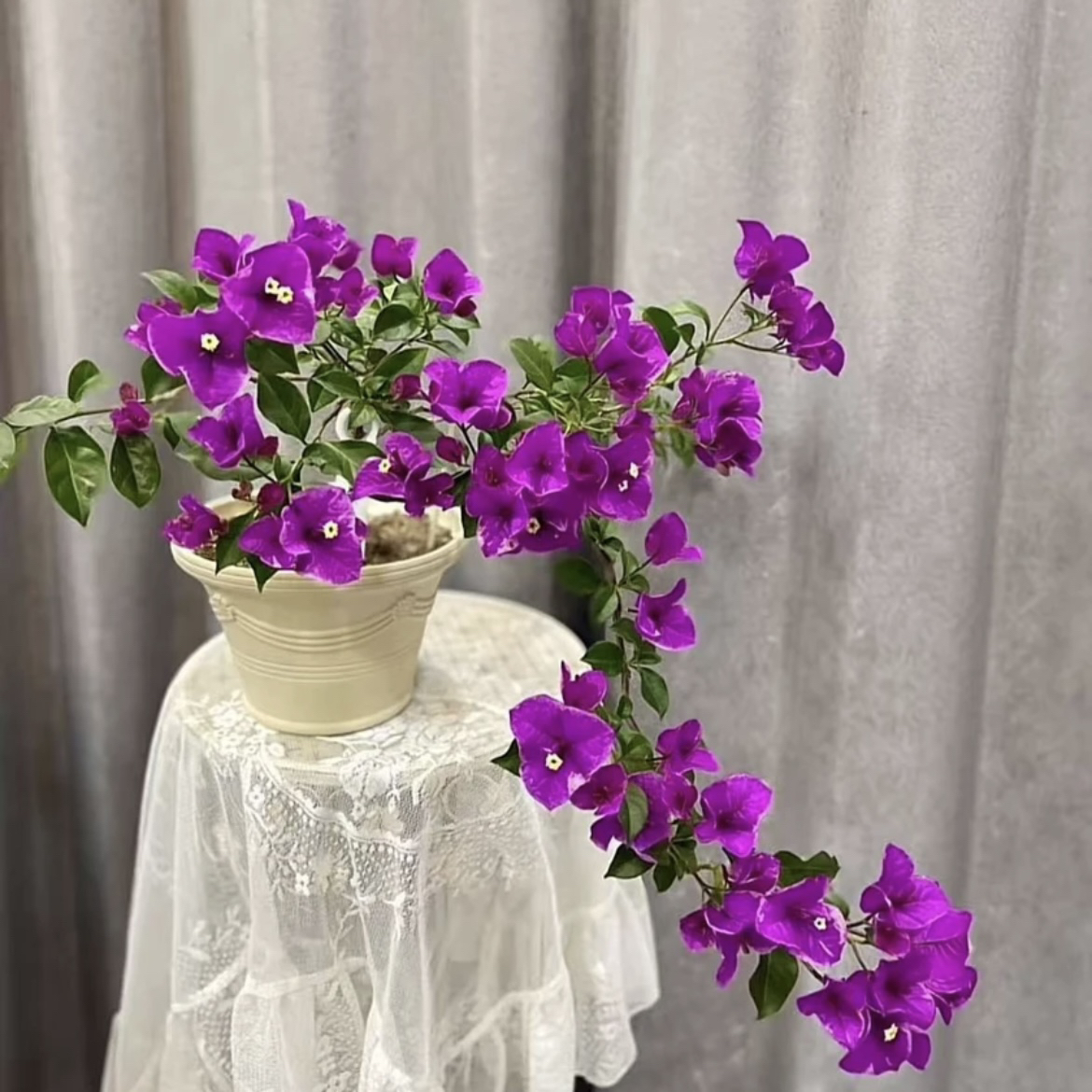 【六翼天使】三角梅 花卉盆栽绿植可飘窗爬藤垂吊新手小白好养