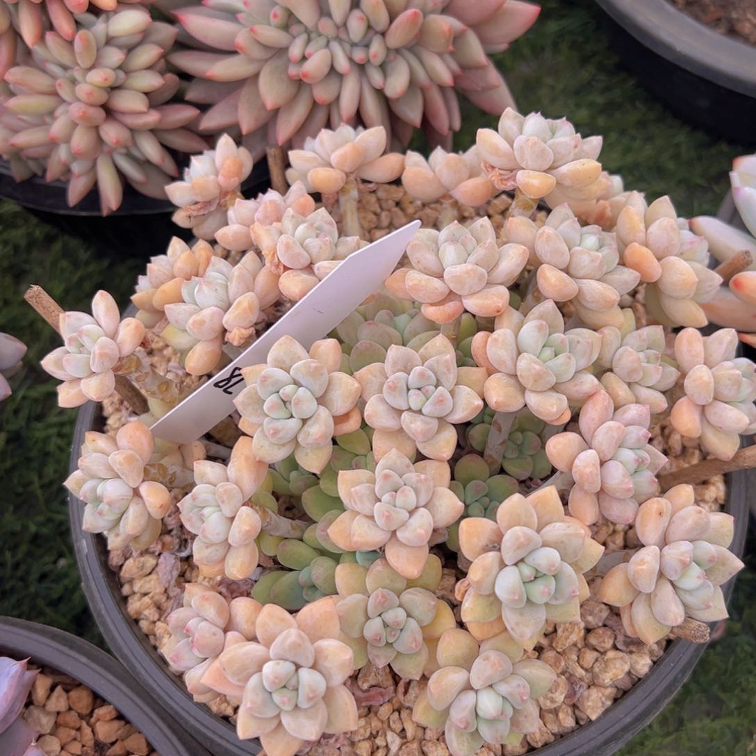 香玉的故事是一个人的故事吗