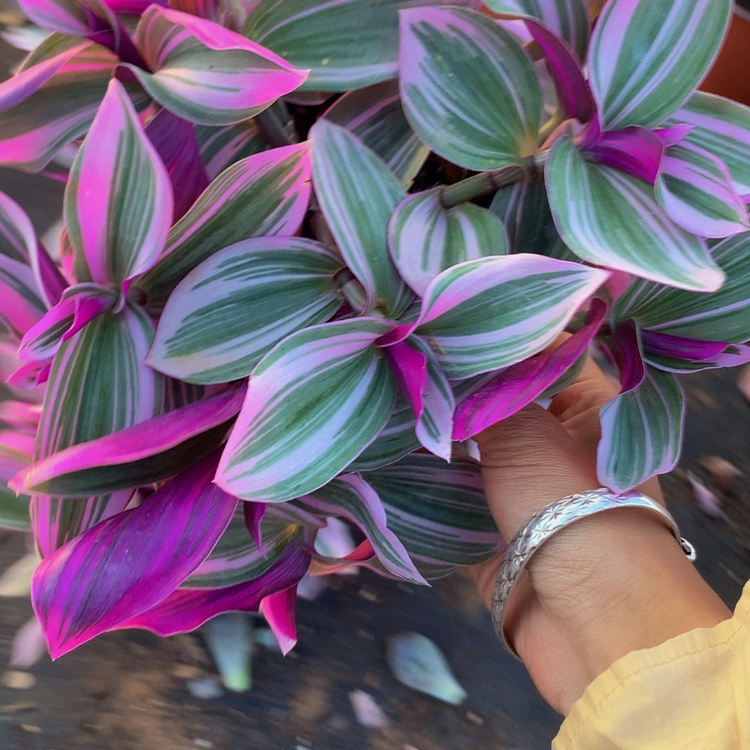 油画吊兰4.99带盆土