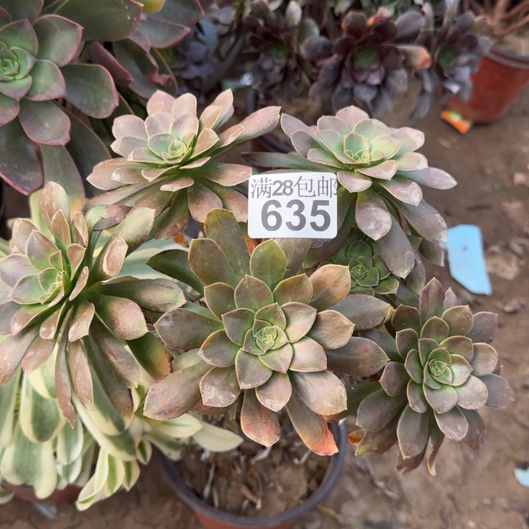 金缕凤多肉635满28包邮断枝不包