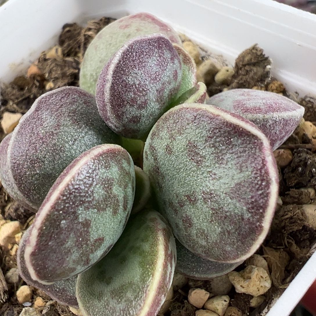 艾薇花蛋多肉植物水泡