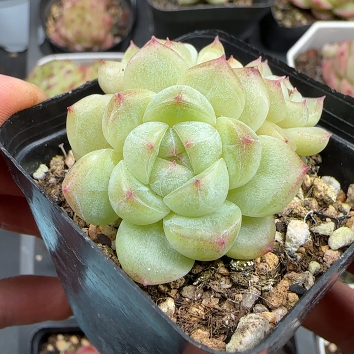 一物一拍甜心a群生