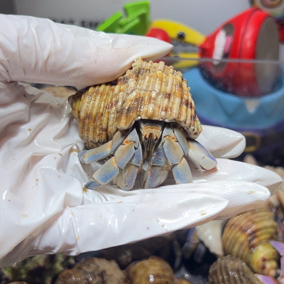 王***葹专拍紫陆口径2.3口