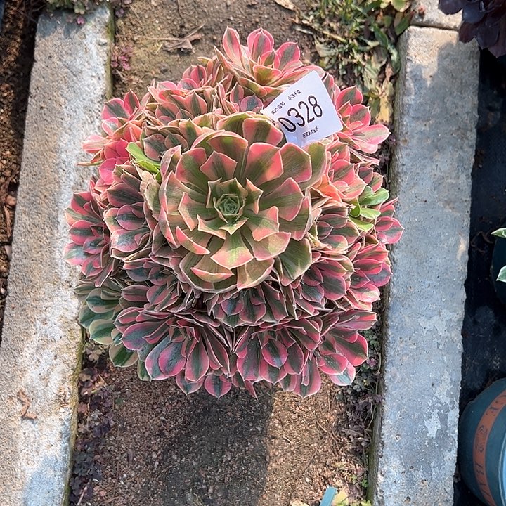 0328女妖多肉植物