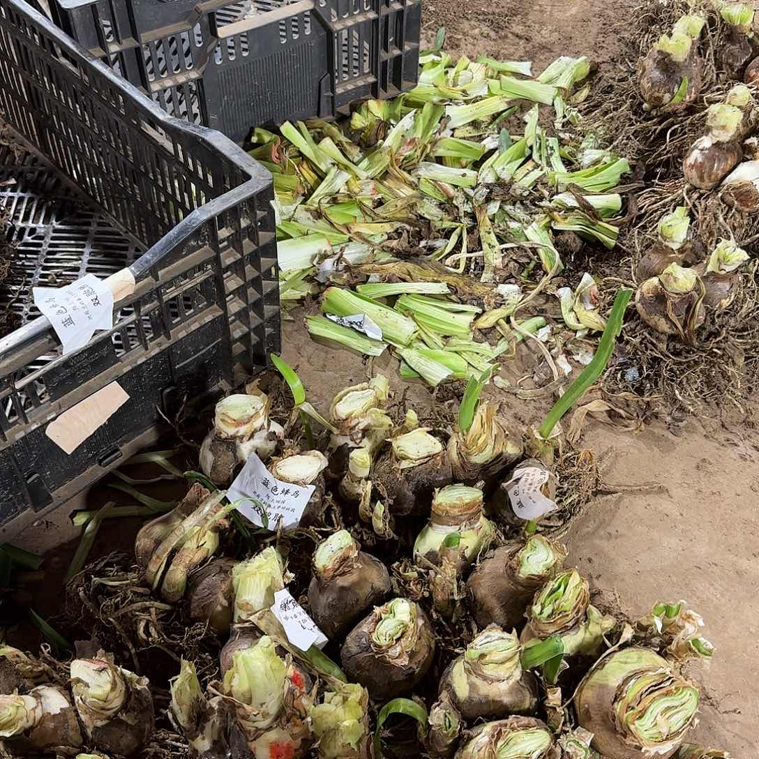 1号蓝色蜂鸟双胞胎7+7