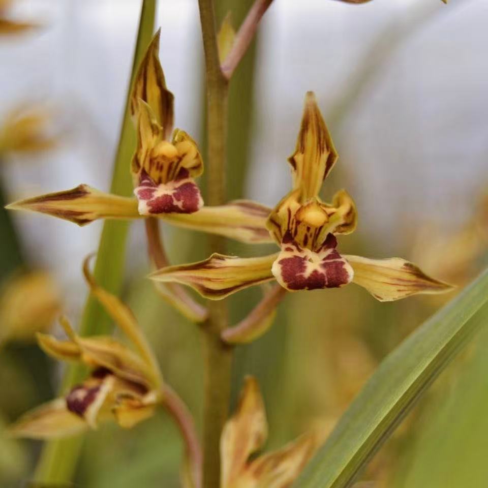 金鸟 墨兰 兰花浓香型 花期11-3月份自然棚养殖兰花