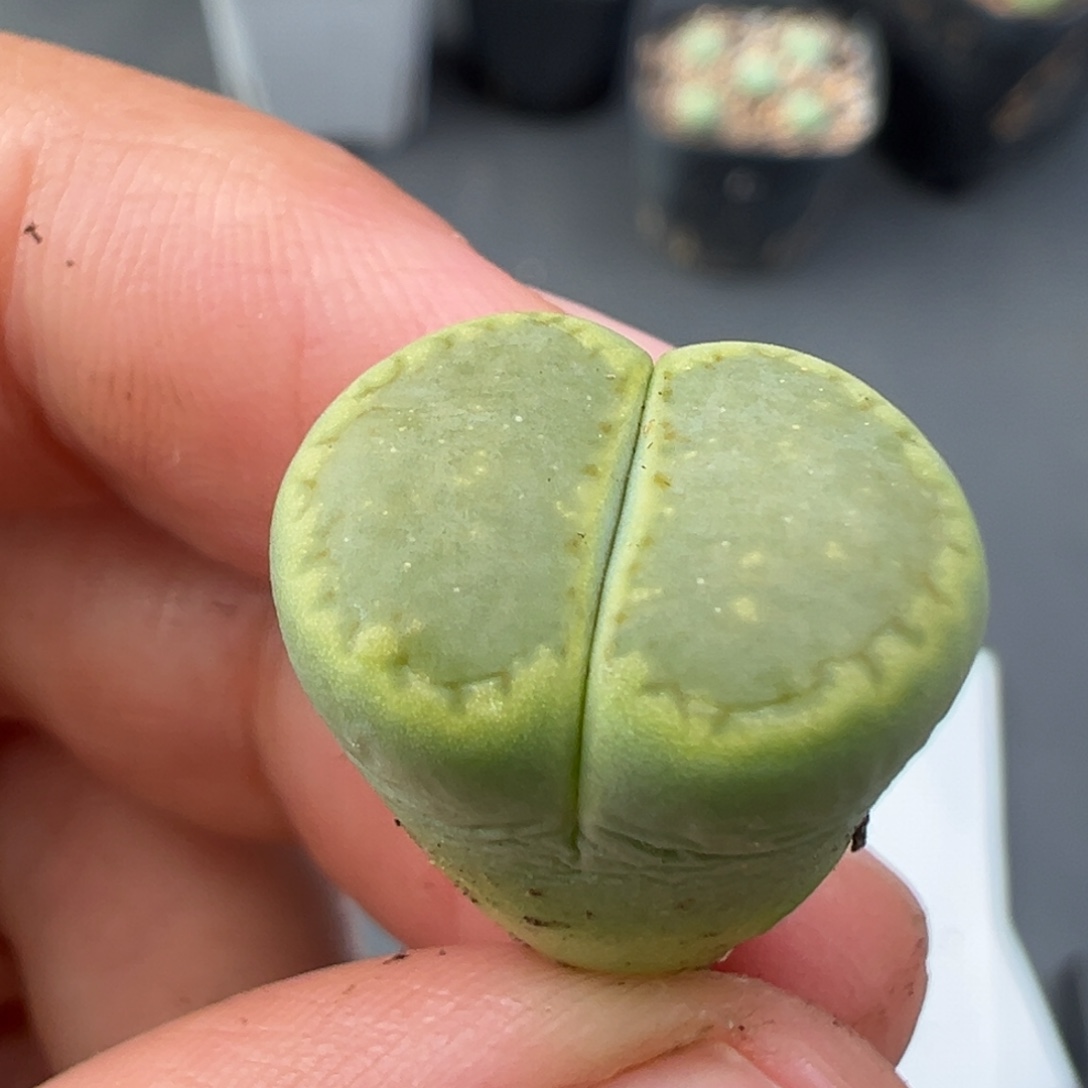 11.26好看的多肉脱土发货468高腿