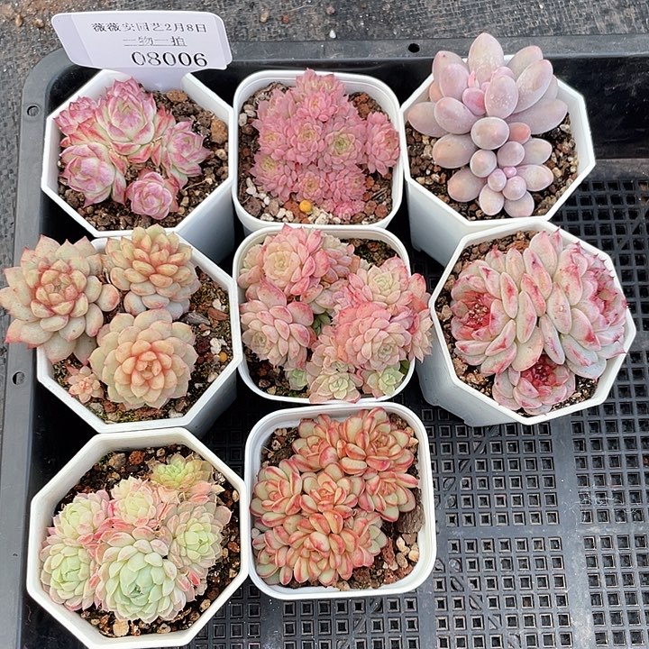 薇薇安园艺多肉08006