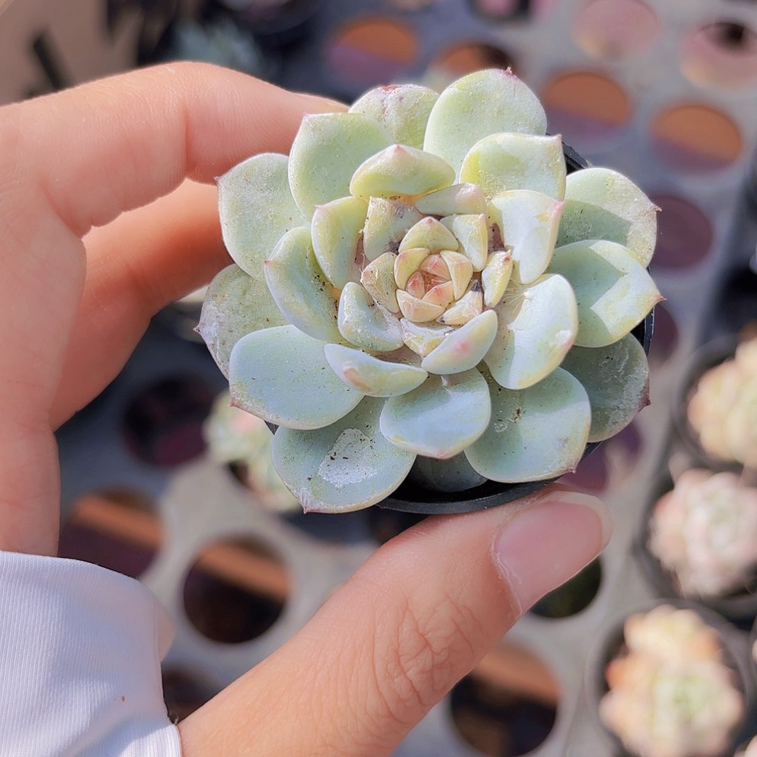 精品糖心冰美人多肉植物