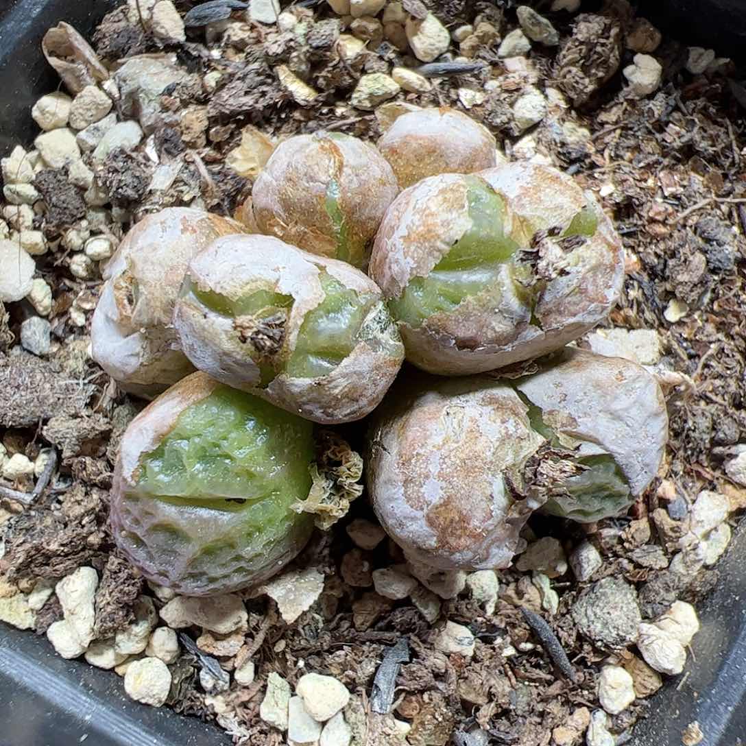 【闪购商品】279 烧麦