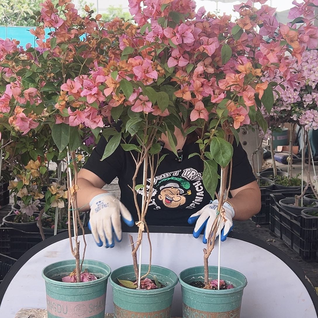 大部分花苞少量开放金发女郎带竹一颗 棒棒糖型的