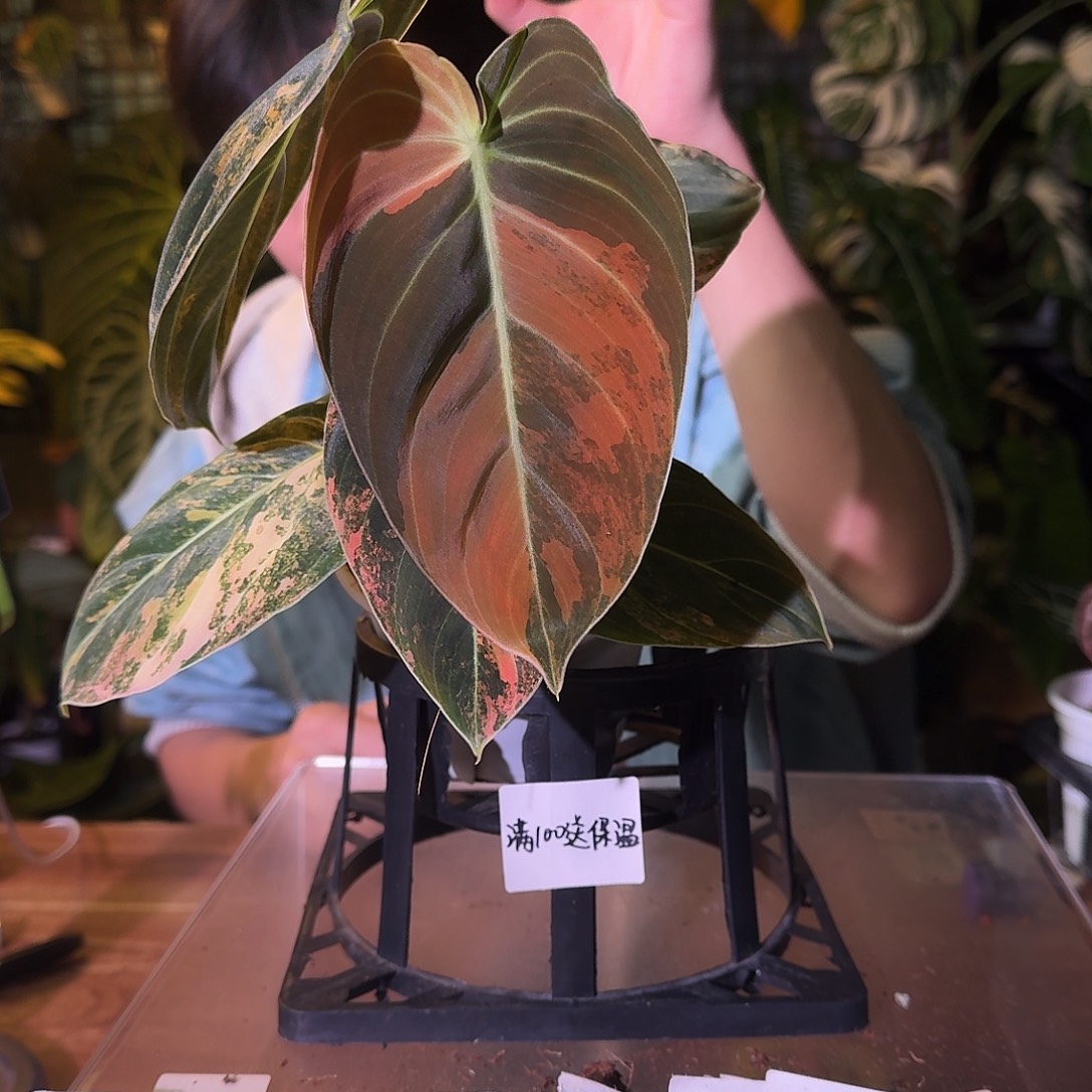 不开花植物H229黑金锦