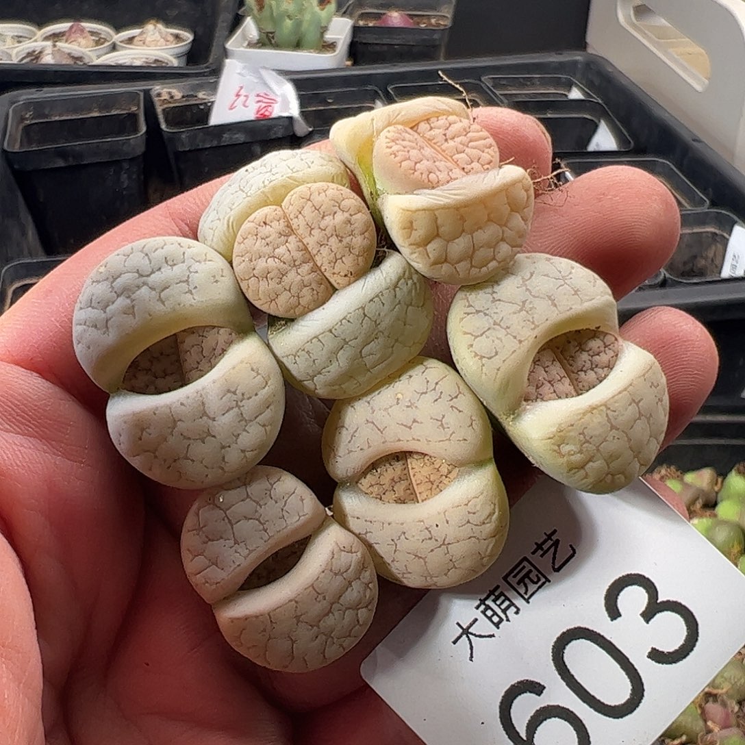 一物一拍清盒福利默认有瑕603