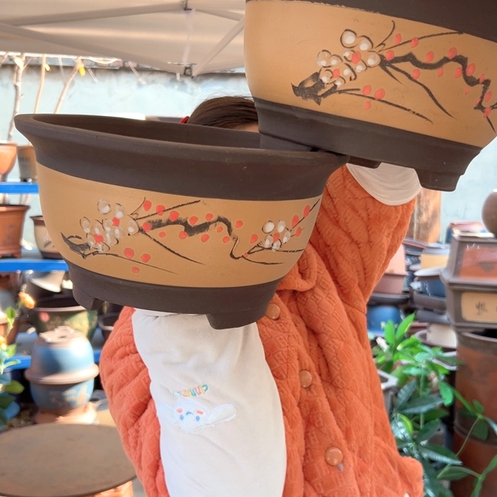 黄富贵点菜大一对花盆花盆花盆