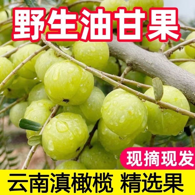云南滇橄榄油甘果余甘果青皮油柑孕妇酸水果生吃泡酒应季罕见水果