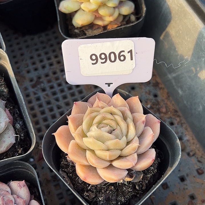 糖心。    99061号。  