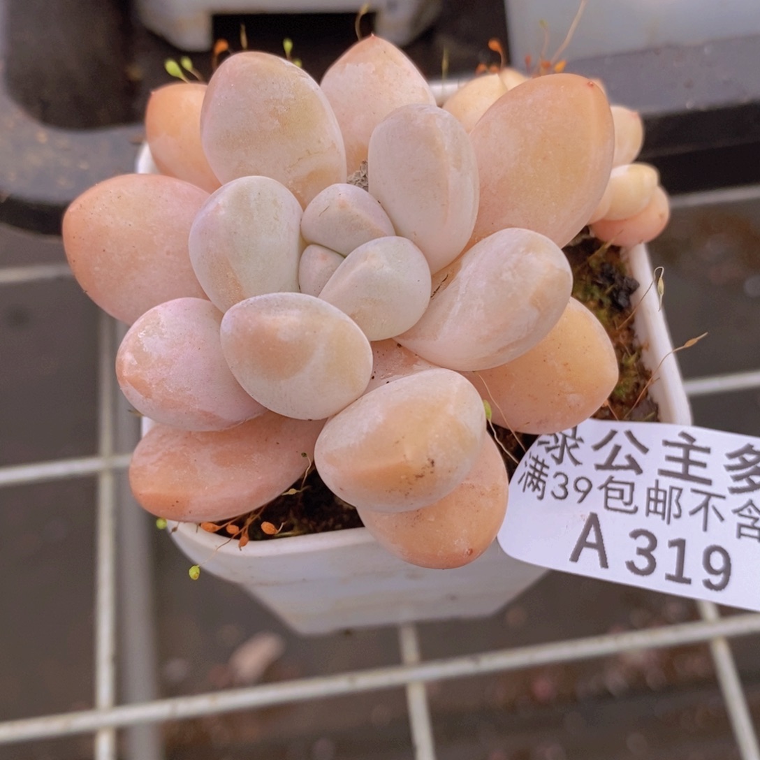 香水奶5cm319多肉植物