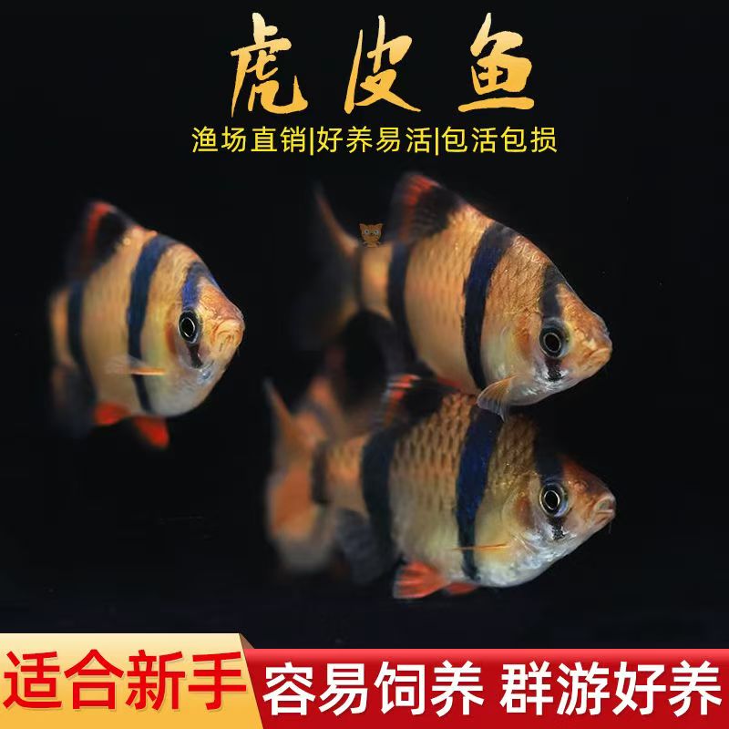 【直播间专属】3-4cm四间虎皮鱼观赏鱼饲料四间颗粒斗鱼好养包邮