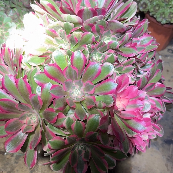 精品妖月巨无霸亏本福利