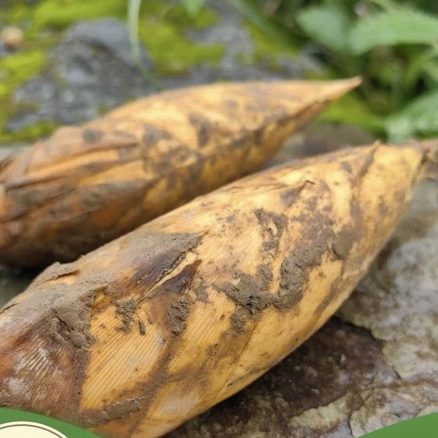 （浙江）宁波发货现挖新鲜冬笋时令蔬菜，竹林美味