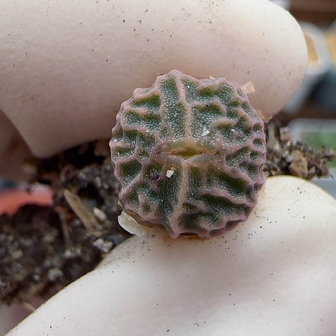 961超级烧麦优选