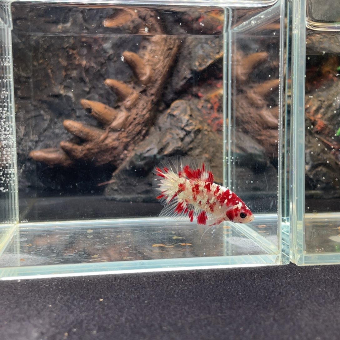 斗鱼十一月四日竞价