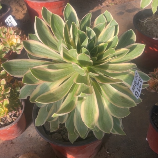 多肉植物216大叶绿玫瑰