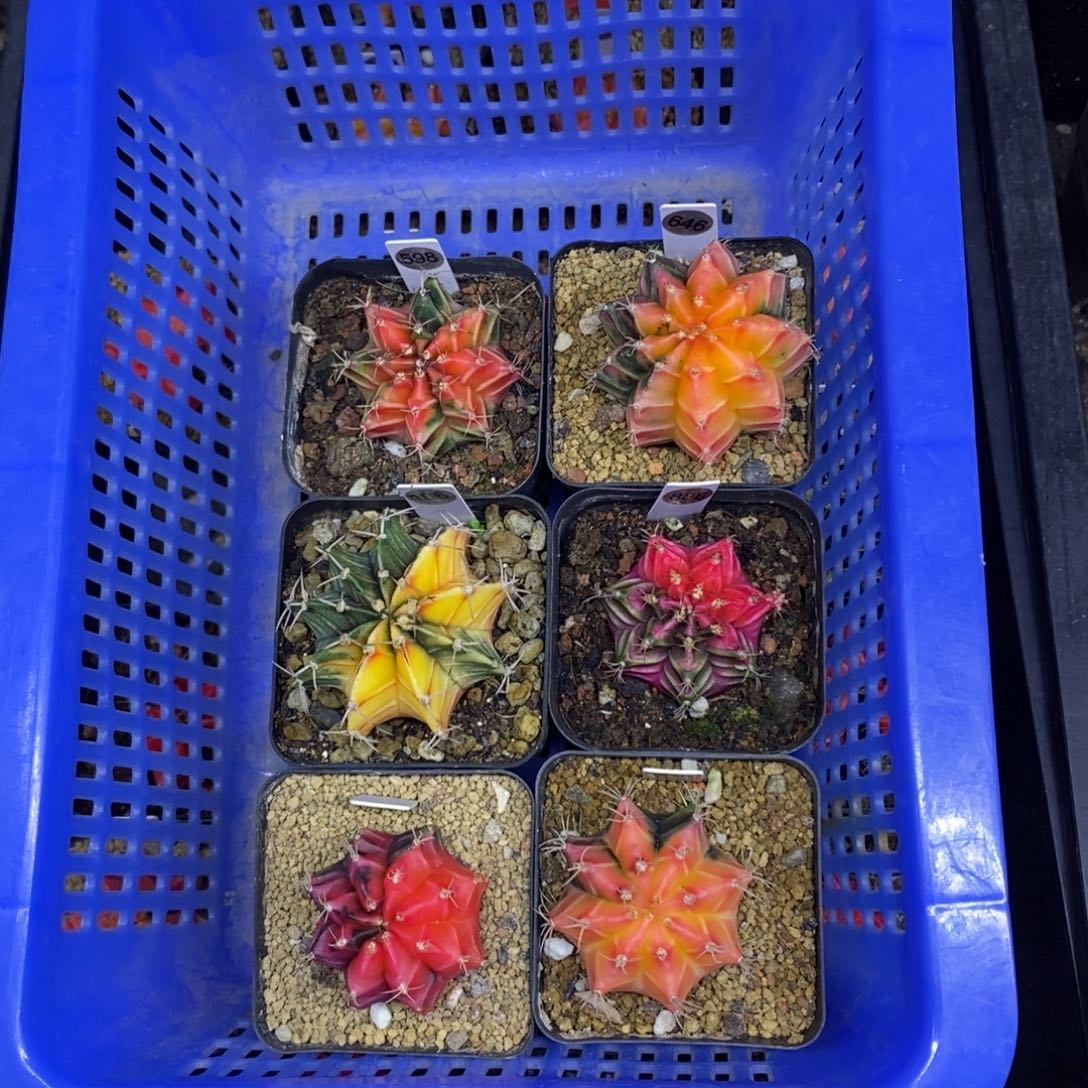 米哈牡丹锦实生自然锦