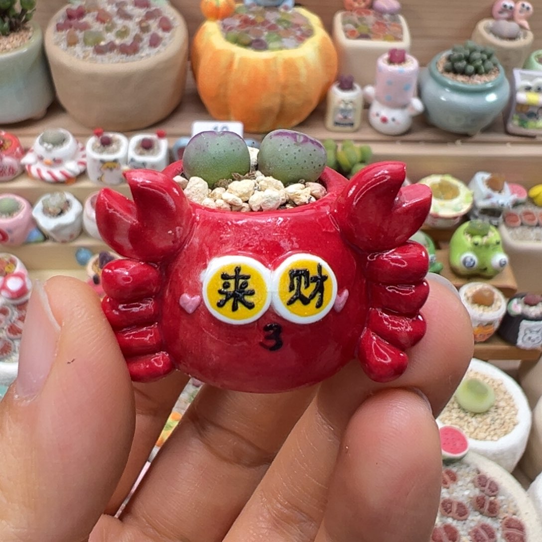 多肉植物48号拇指盆