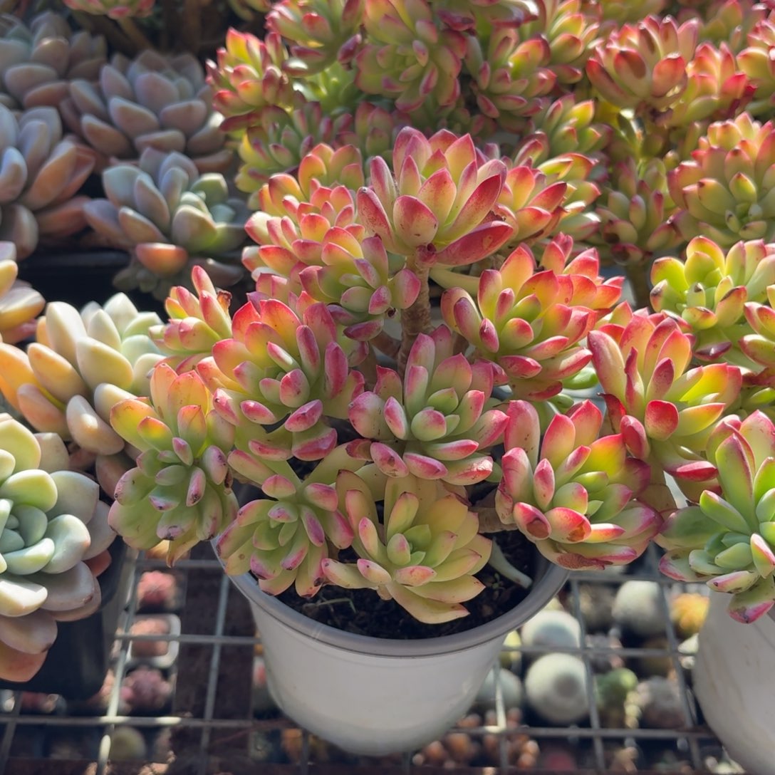 小叮当锦多肉整群11㎝盆