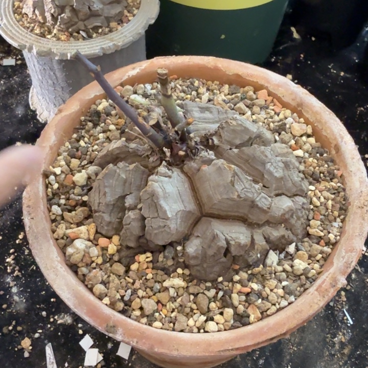 一组自拍，南非龟甲龙