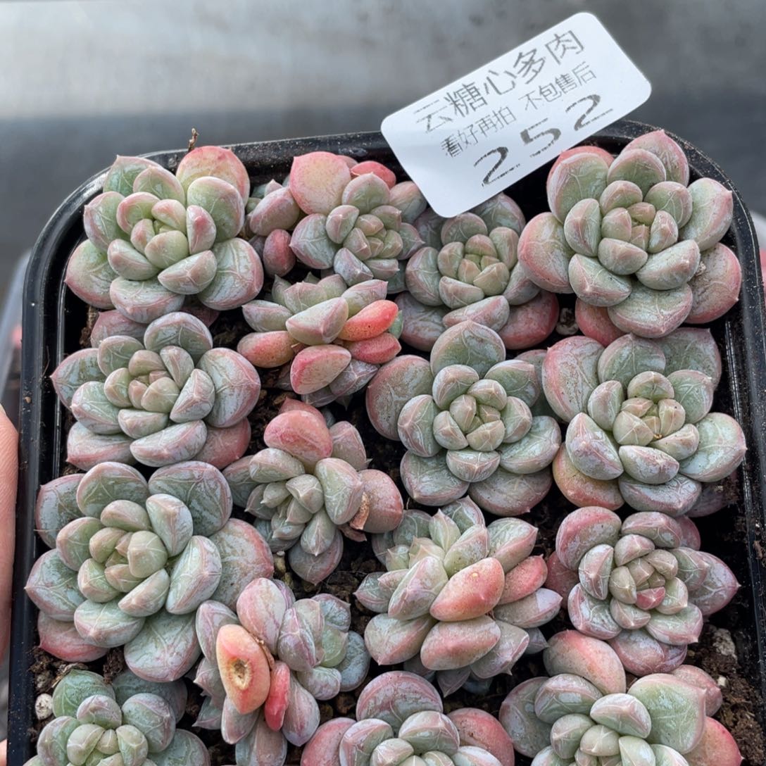 云糖心多肉植物252