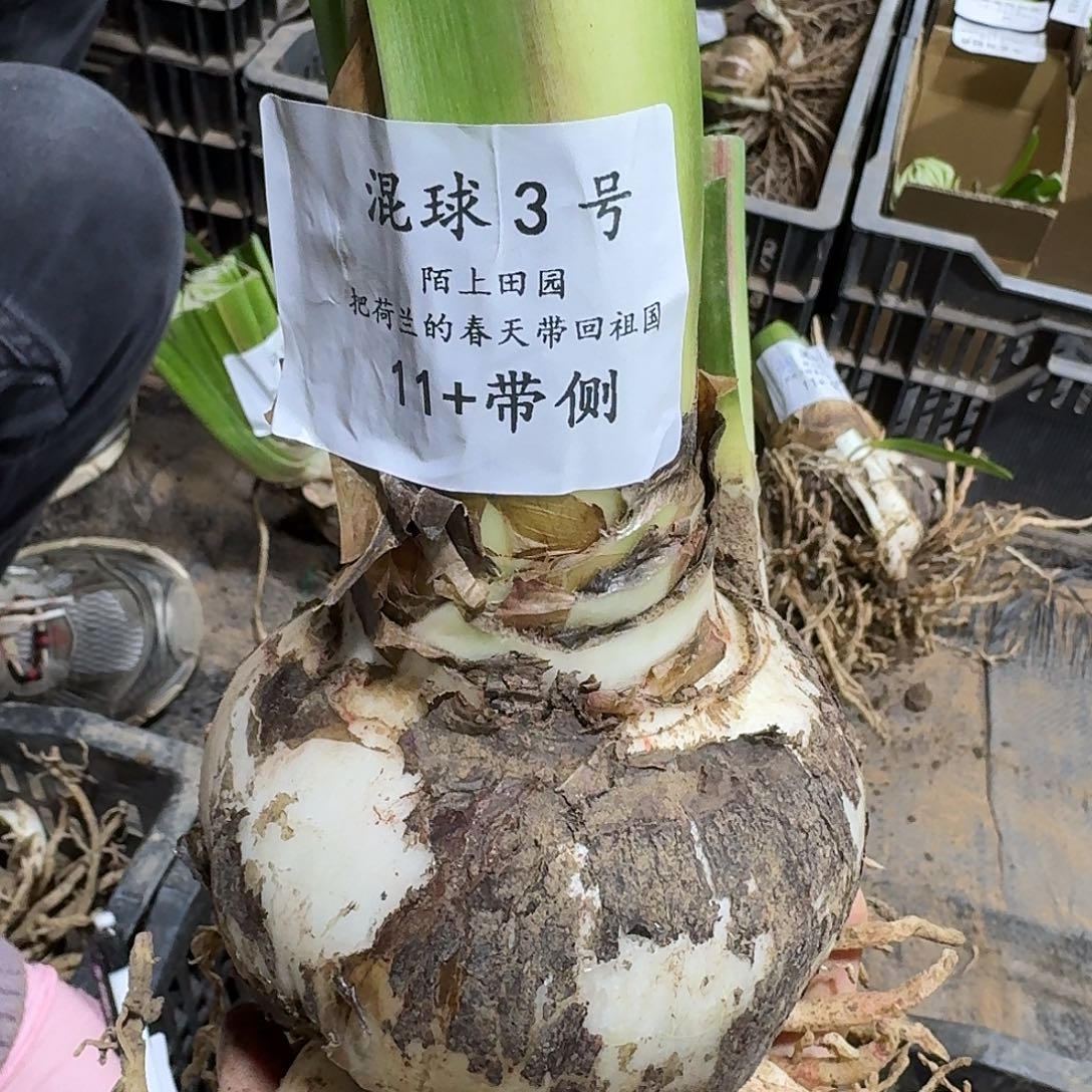 混球3号开花球发