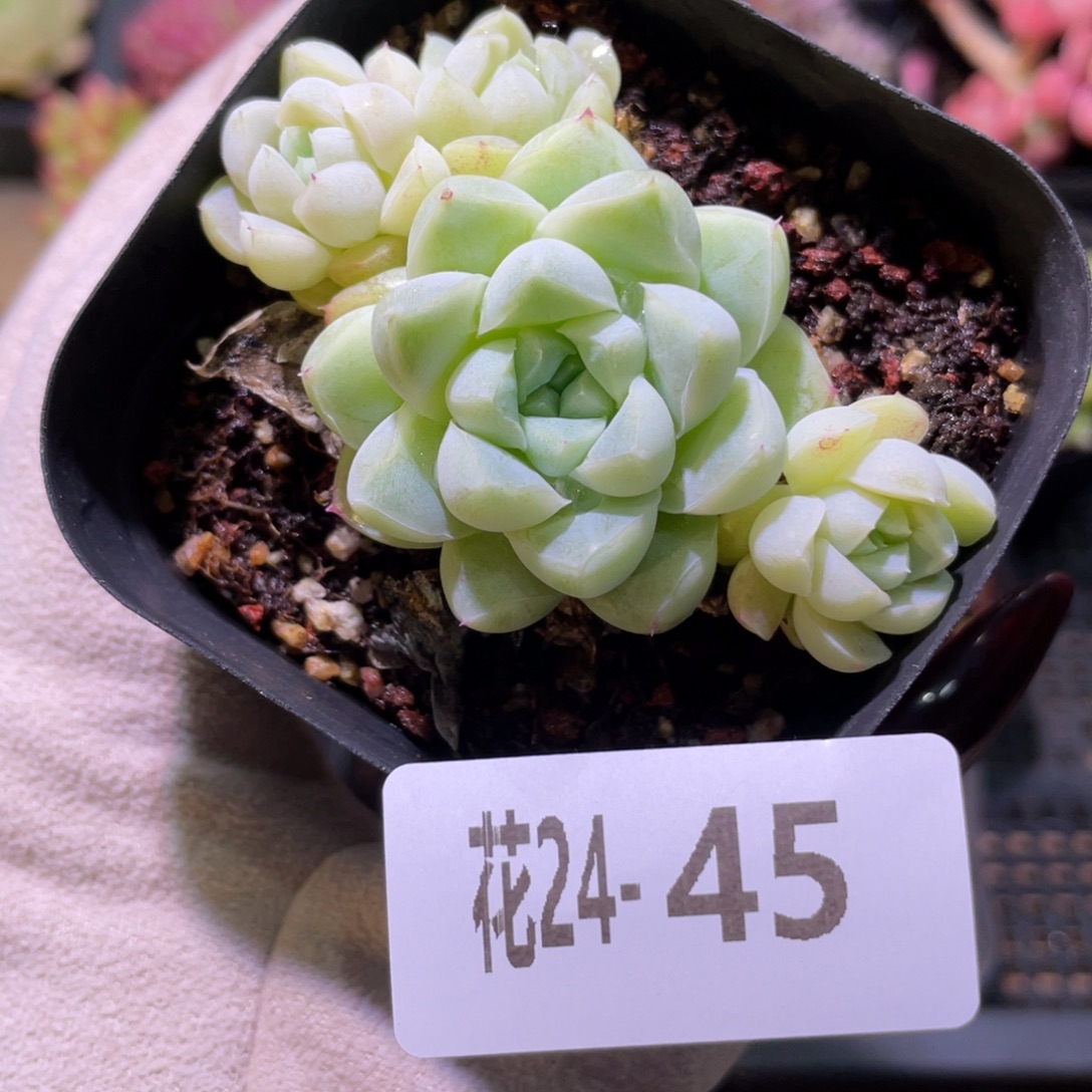 花利美24-45厚叶月影