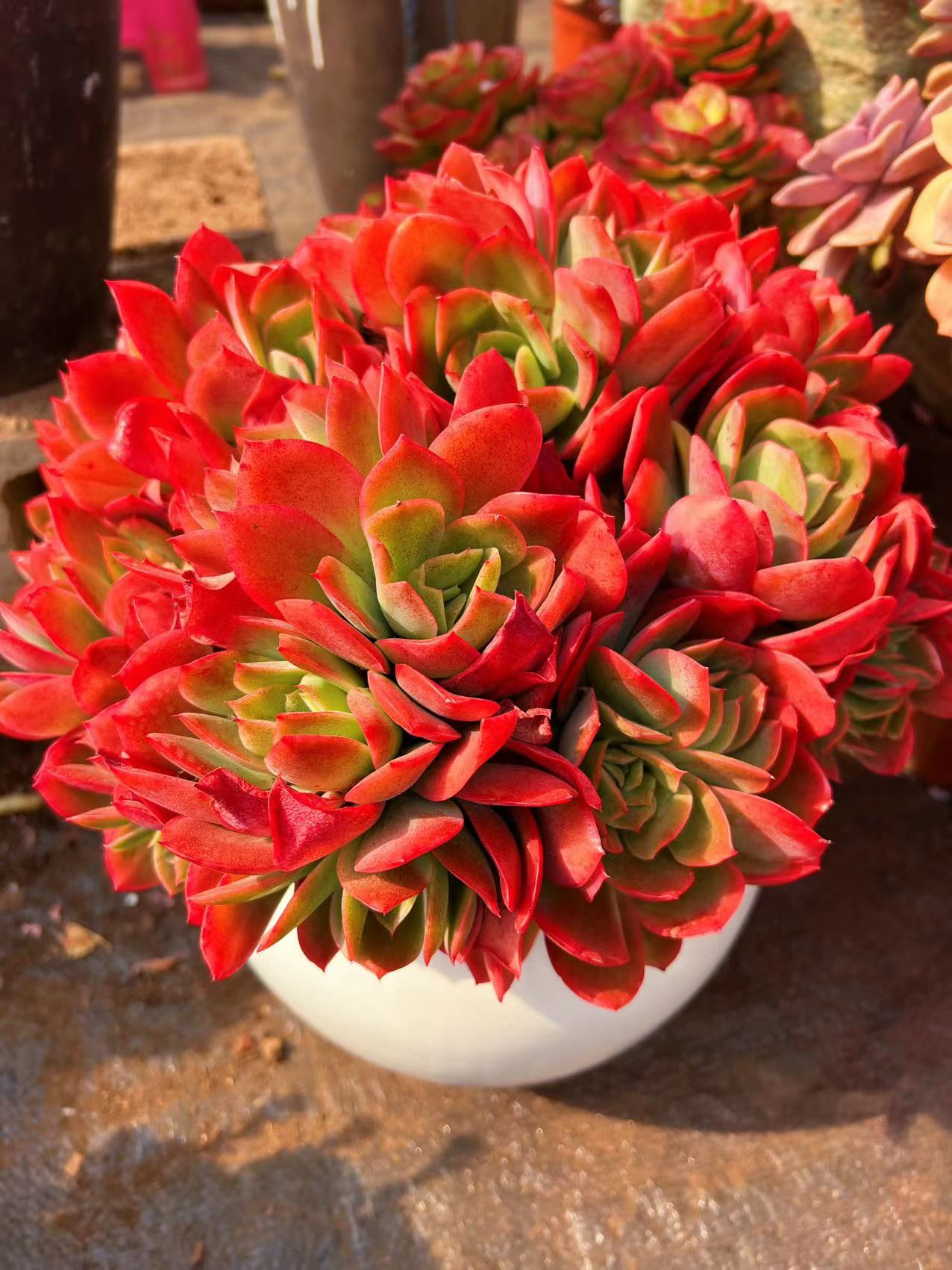 绮罗多肉植物绿植多肉盆栽老桩新手好养室内庭院盆栽花卉刀鳅鱼