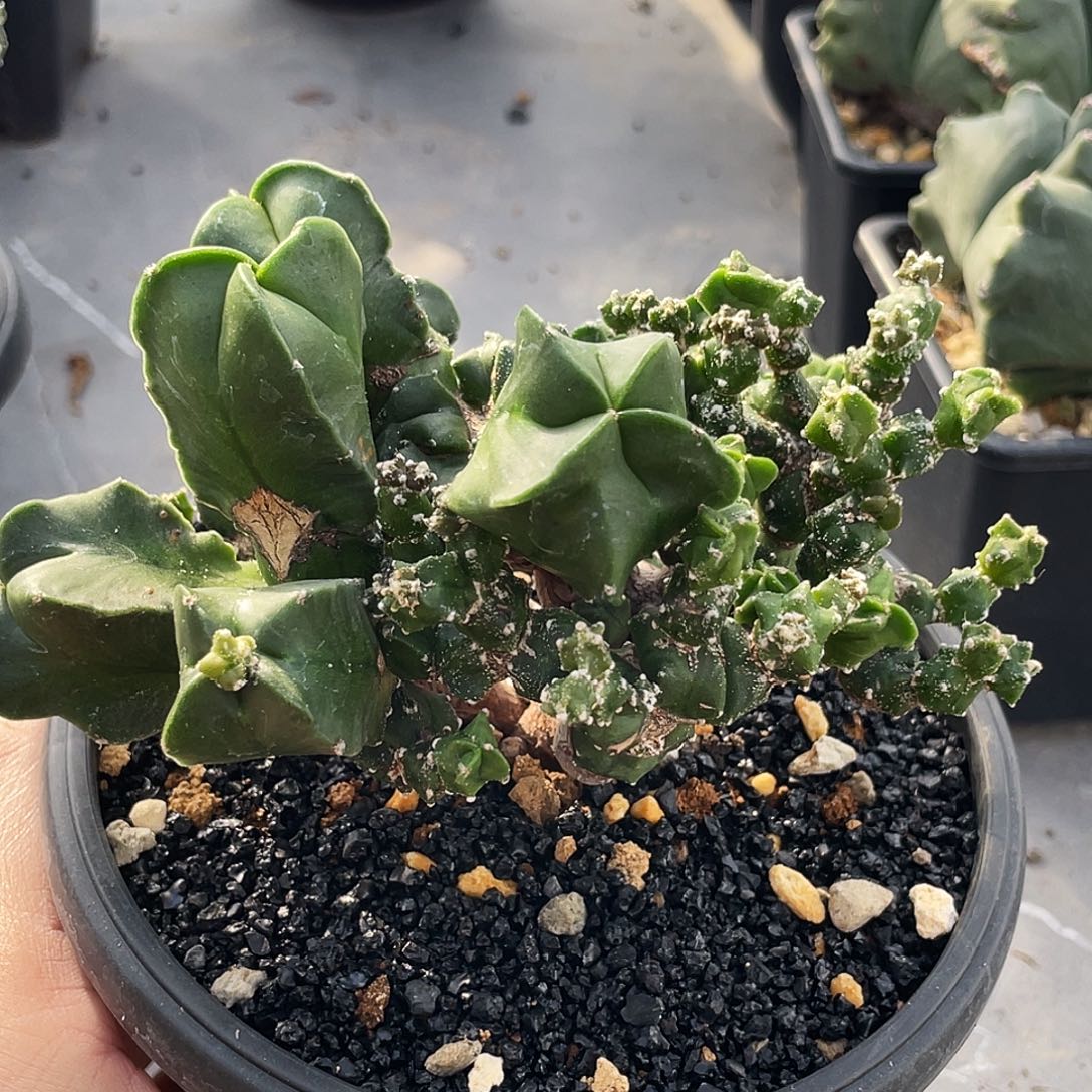 变异老鸾666666666666