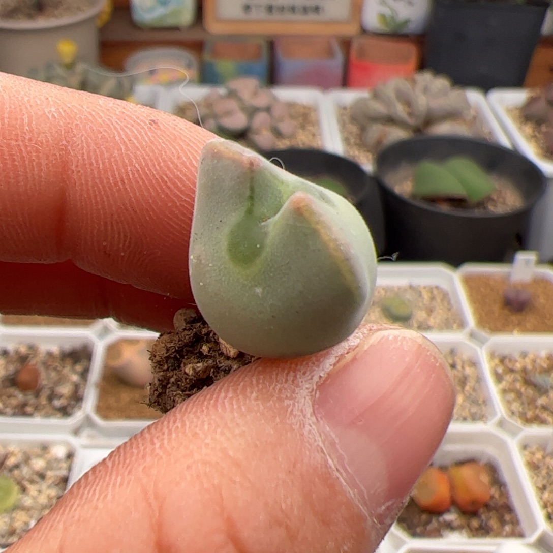 阿***离空蝉多肉植物多肉植物