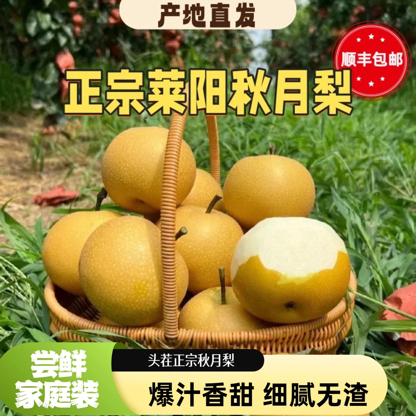 【尝鲜款】正宗山东莱阳秋月梨现采现摘顺丰包邮