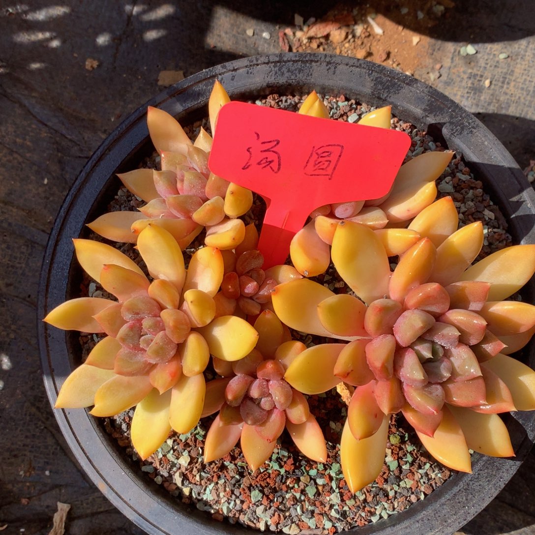 红象牙626262626272