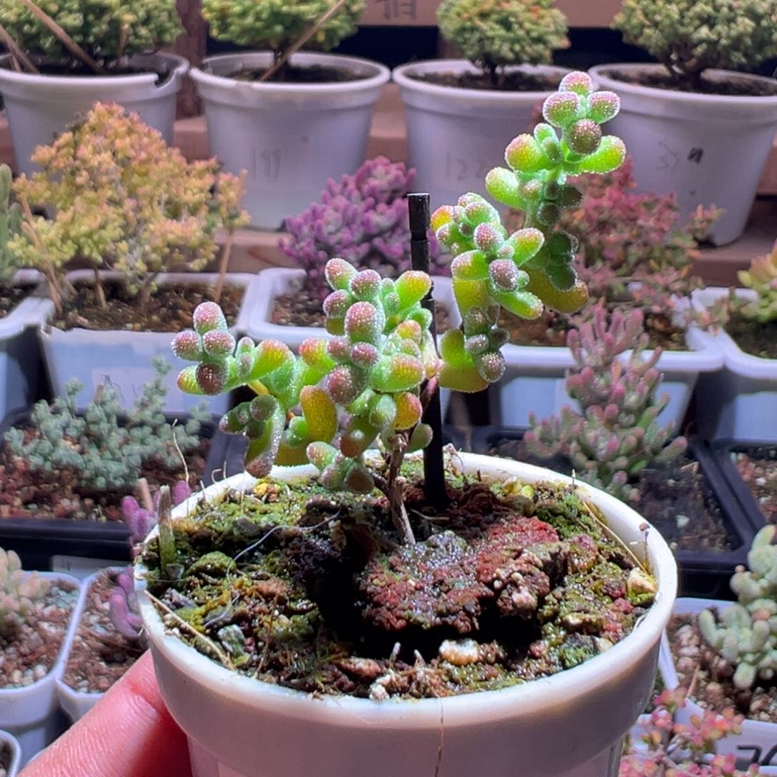 260莱斯锦一物一拍包开箱