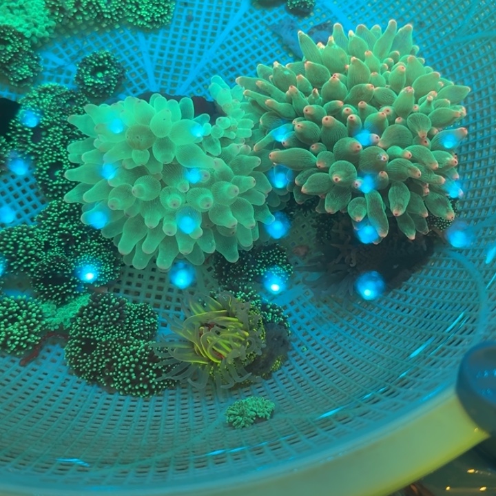 H***e奶嘴海葵绿奶222222222