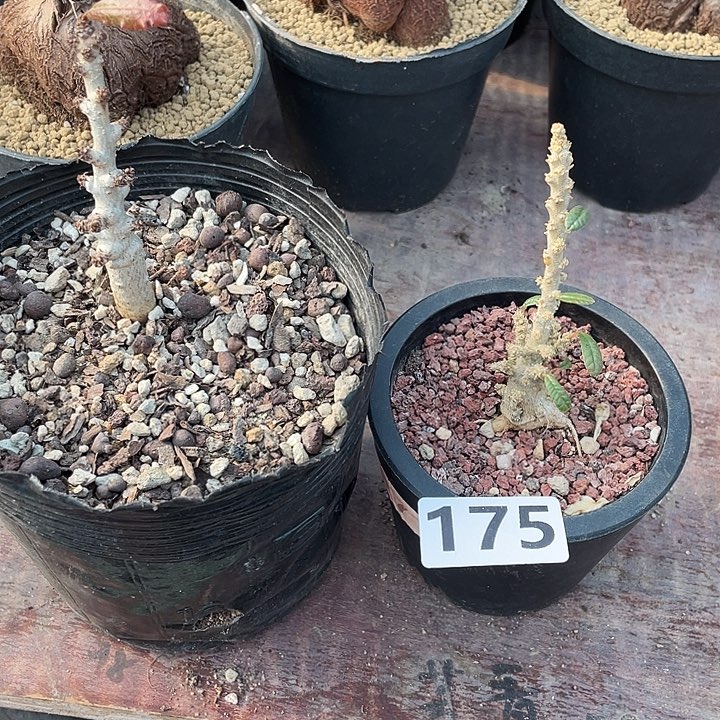 清***草175泡泡叶巨琉桑➕娜娜乳香