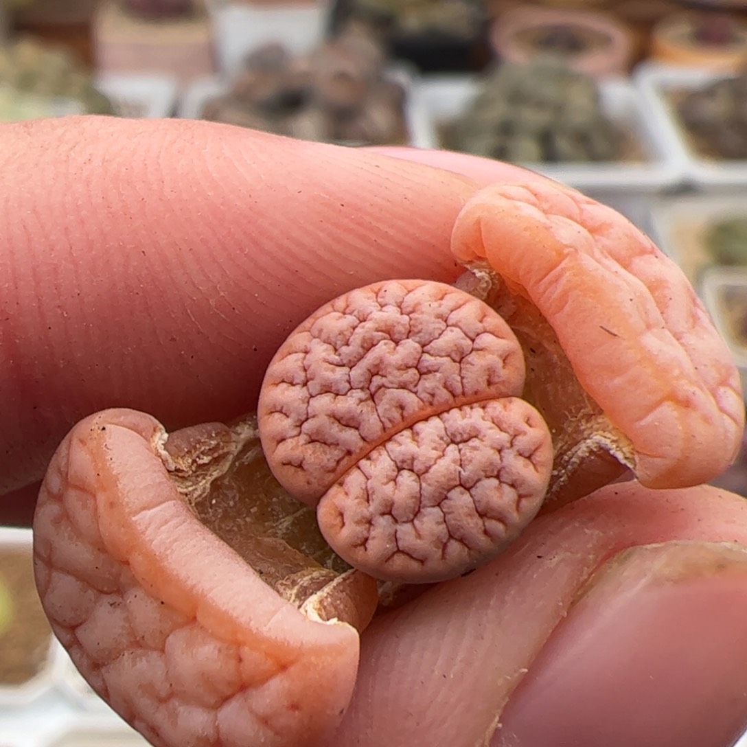 0340号拿铁 189 多肉植物