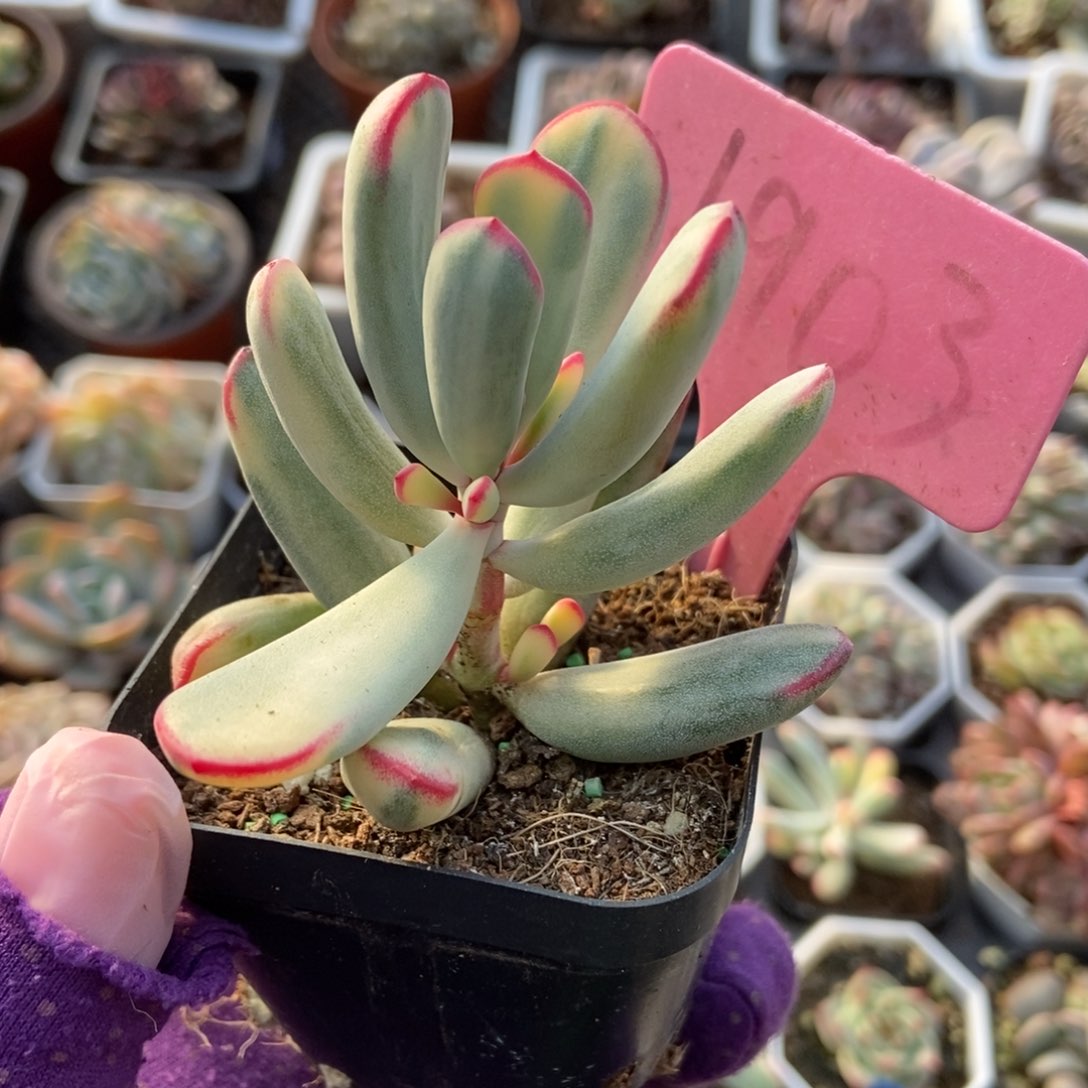 1903棒叶福娘多肉植物保护^_^