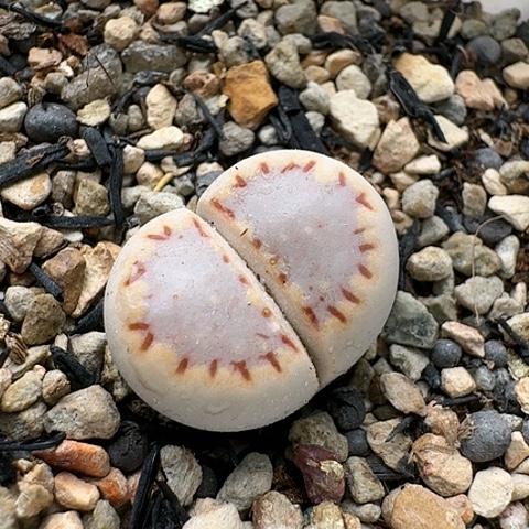 3341，171饼干脱土发货